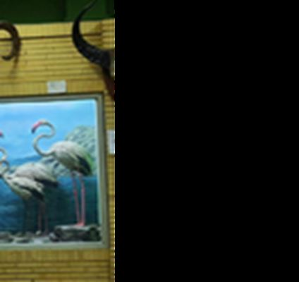 موزه تاریخ طبیعی تبریز، محلی برای آشنایی با طبیعت شمال شرق ایران