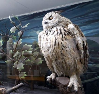 موزه تاریخ طبیعی همدان، نمایشگاهی از طبیعت و تاریخ همدان