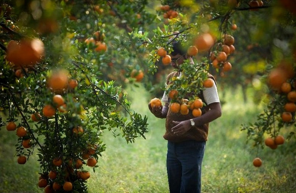 درخت نارنج و نقش آن در سنت‌ها و رسوم شیرازی‌ها