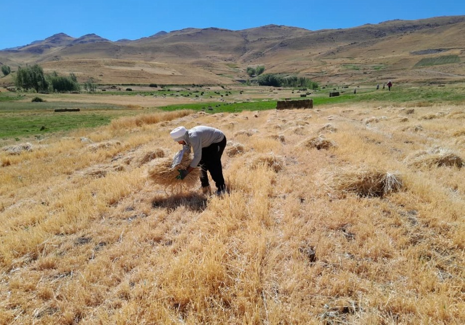 آیین برداشت محصول روستای سقای، مراسمی کهن در تلفیق با باورهای معنوی