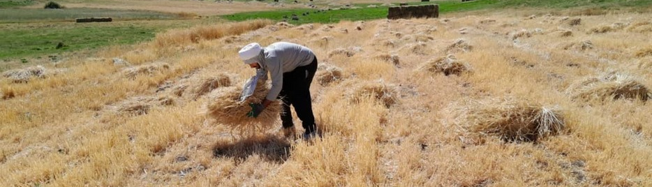 آیین برداشت محصول روستای سقای، مراسمی کهن در تلفیق با باورهای معنوی