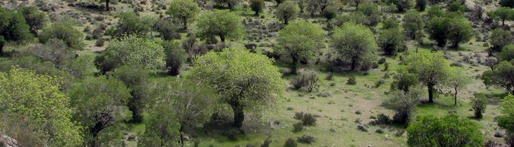 جنگل ارس باجگان، تنها ذخیره‌گاه جنگلی استان یزد