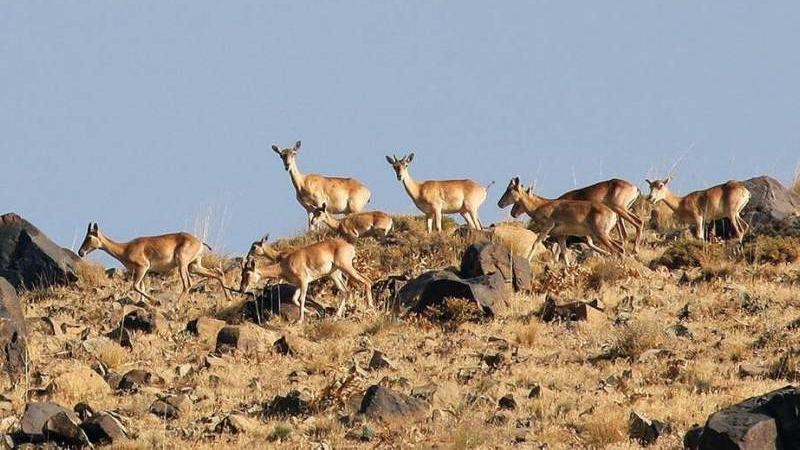 ذخیره‌گاه زیست‌کره دنا، مجموعه‌ای غنی از گونه‌های گیاهی و جانوری