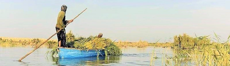 ذخیره‌گاه زیست‌کره هامون، تنها استراحت‌گاه پرندگان مهاجر در شرق ایران
