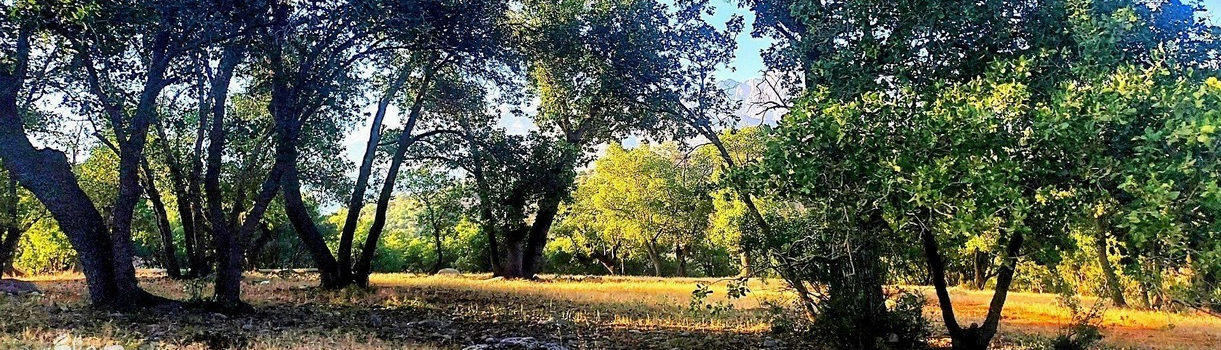 پارک جنگلی یاسوج، سفر به طبیعت بکر جنوب ایران