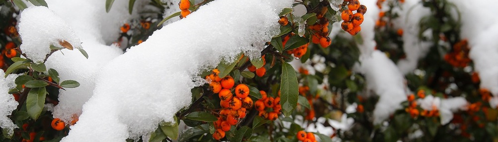 پیشنهادهایی برای سفر زمستانی به ایران